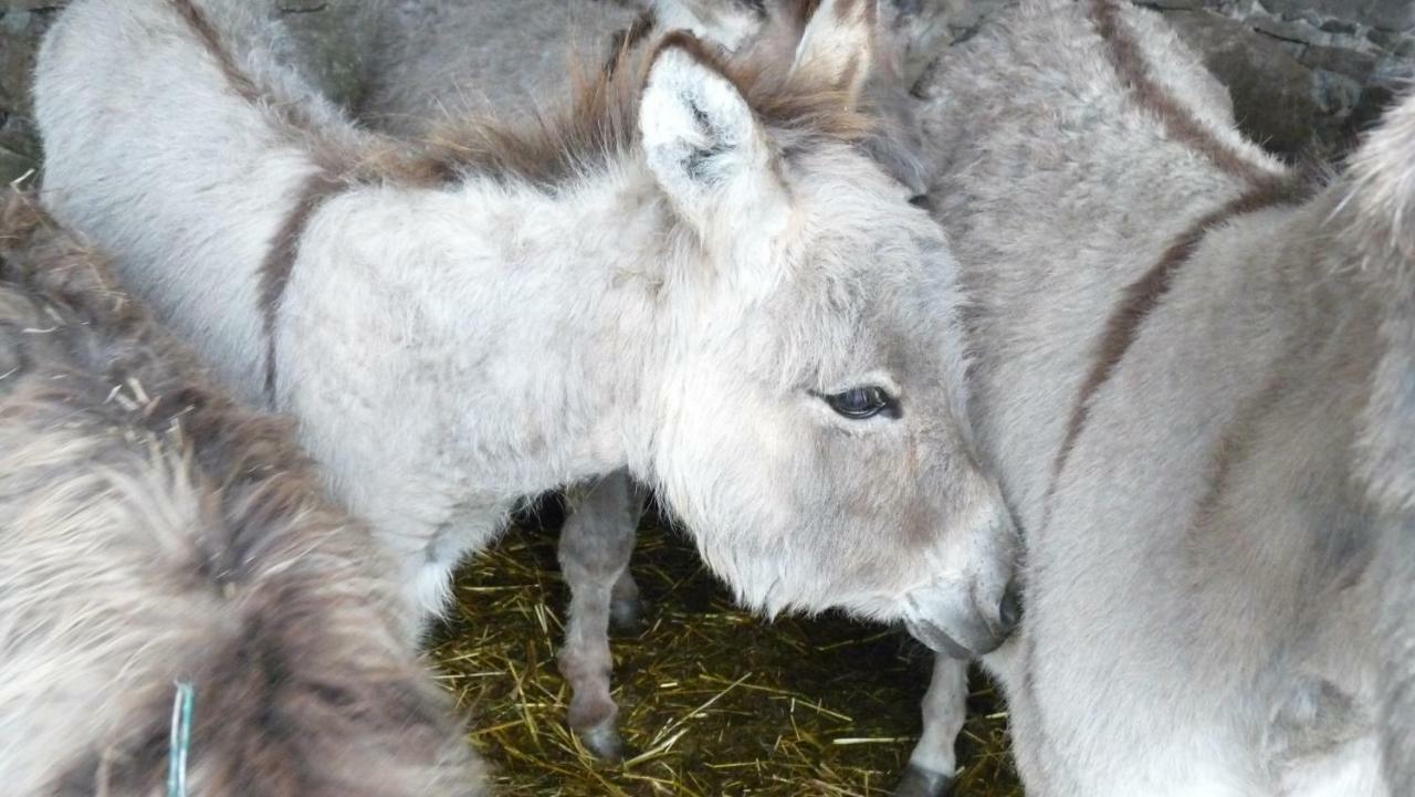 Gite "Cadichon" Munster  Kültér fotó